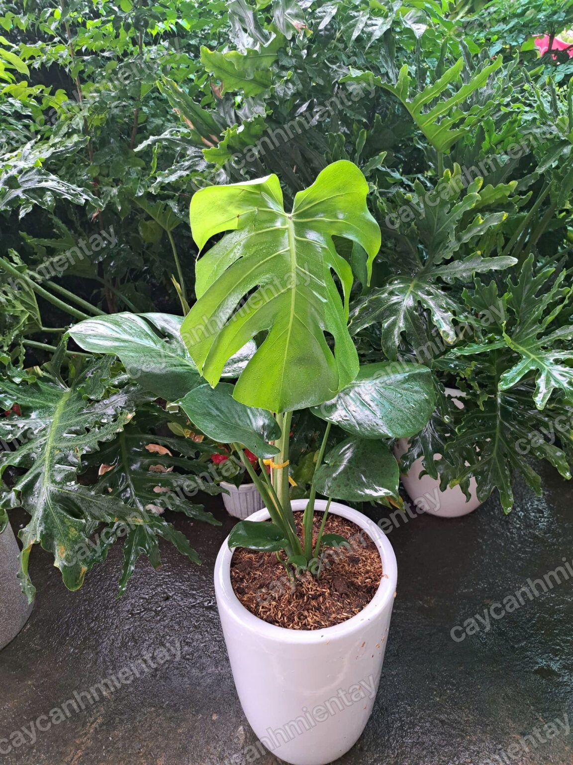 Cây Monstera Deliciosa chậu sứ trắng